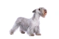 Cesky Terrier Dogs Breed - Information, Temperament, Size & Price | Pets4Homes