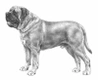Mastino Napoletano Dogs Razza - Prezzo, Temperamento & Foto | AnnunciAnimali
