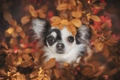 Chihuahua Dogs Breed - Information, Temperament, Size & Price | Pets4Homes