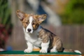 Welsh Corgi Cardigan Dogs Breed - Information, Temperament, Size & Price | Pets4Homes