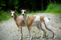 Whippet Dogs Ras: Karakter, Levensduur & Prijs | Puppyplaats