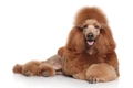 Standard Poodle Dogs Breed - Information, Temperament, Size & Price | Pets4Homes