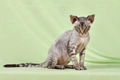 Devon Rex Cats Breed - Information, Temperament, Size & Price | Pets4Homes