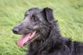 Deerhound Dogs Breed - Information, Temperament, Size & Price | Pets4Homes