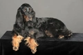 Gordon Setter Dogs Breed - Information, Temperament, Size & Price | Pets4Homes