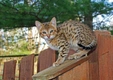 Savannah Cats Breed - Information, Temperament, Size & Price | Pets4Homes