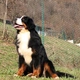 Berner Sennenhond Dogs Ras: Karakter, Levensduur & Prijs | Puppyplaats