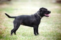 Staffordshire Bull Terrier Dogs Breed - Information, Temperament, Size & Price | Pets4Homes