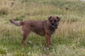 Border Terrier Dogs Breed - Information, Temperament, Size & Price | Pets4Homes