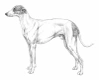 Levriero Dogs Razza - Prezzo, Temperamento & Foto | AnnunciAnimali