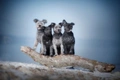 Hungarian Pumi Dogs Breed - Information, Temperament, Size & Price | Pets4Homes