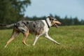 Smooth Collie Dogs Breed - Information, Temperament, Size & Price | Pets4Homes