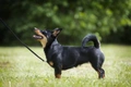 Lancashire Heeler Dogs Breed - Information, Temperament, Size & Price | Pets4Homes