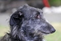 Deerhound Dogs Breed - Information, Temperament, Size & Price | Pets4Homes