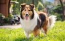 Shetland Sheepdog (Sheltie) Dogs Ras: Karakter, Levensduur & Prijs | Puppyplaats