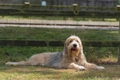 Otterhound Dogs Breed - Information, Temperament, Size & Price | Pets4Homes