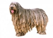 Bergamasco Dogs Breed - Information, Temperament, Size & Price | Pets4Homes