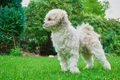 Malshi Dogs Breed - Information, Temperament, Size & Price | Pets4Homes