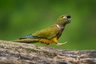 Papoušek patagonský Birds Informace - velikost, povaha, délka života & cena | iFauna
