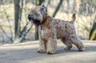 Soft Coated Wheaten Terrier Dogs Breed | Facts, Information and Advice | Pets4Homes