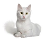 Arctic Curl Cats Breed | Facts, Information and Advice | Pets4Homes