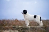 Landseer Dogs Informace - velikost, povaha, délka života & cena | iFauna