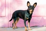 English Toy Terrier Dogs Raza | Datos, Aspectos destacados y Consejos de compra | MundoAnimalia