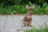 Ratón de Praga Dogs Raza - Características, Fotos & Precio | MundoAnimalia