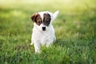 Jack Russell teriér Dogs Informace - velikost, povaha, délka života & cena | iFauna