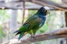 Amazónek běločelý Birds Informace - velikost, povaha, délka života & cena | iFauna