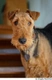 Airedale Terrier Dogs Breed - Information, Temperament, Size & Price | Pets4Homes