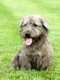 Glen of Imaal teriér Dogs Informace - velikost, povaha, délka života & cena | iFauna