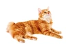 American Bobtail Cats Raza | Datos, Aspectos destacados y Consejos de compra | MundoAnimalia