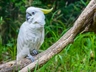 Kakadu žlutočečelatý guinejský Birds Informace - velikost, povaha, délka života & cena | iFauna