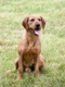Štýrský brakýř Dogs Informace - velikost, povaha, délka života & cena | iFauna