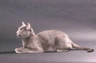 Ruská modrá kočka Cats Plemeno / Druh: Povaha, Délka života & Cena | iFauna