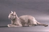 Russian Blue Cats Breed - Information, Temperament, Size & Price | Pets4Homes