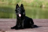Belgický ovčák Groenendael Dogs Informace - velikost, povaha, délka života & cena | iFauna