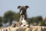 Whippet Dogs Breed | Facts, Information and Advice | Pets4Homes