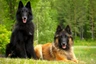Belgický ovčák Tervueren Dogs Informace - velikost, povaha, délka života & cena | iFauna