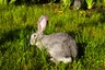 British Giant Rabbits Breed - Information, Temperament, Size & Price | Pets4Homes
