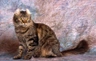 Americký curl Cats Informace - velikost, povaha, délka života & cena | iFauna