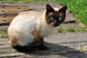Siamská kočka Cats Plemeno / Druh: Povaha, Délka života & Cena | iFauna