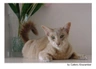 Javanés Cats Raza - Características, Fotos & Precio | MundoAnimalia