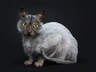 Lycoi Cats Raza - Características, Fotos & Precio | MundoAnimalia