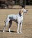 Porcelaine Dogs Informace - velikost, povaha, délka života & cena | iFauna