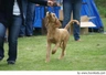 Griffon Fauve de Bretagne Dogs Ras: Karakter, Levensduur & Prijs | Puppyplaats