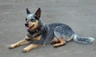 Australian Cattle Dog Dogs Breed | Facts, Information and Advice | Pets4Homes