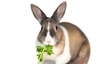 Tri Coloured Dutch Rabbits Breed - Information, Temperament, Size ...