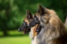 Pastor Belga Tervueren Dogs Raza - Características, Fotos & Precio | MundoAnimalia